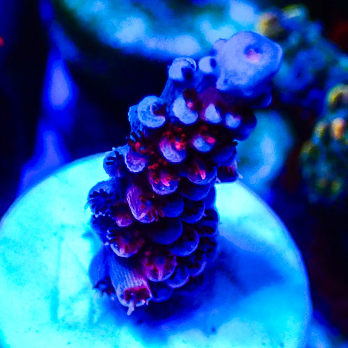Acropora MC Mixed Berry Frost
