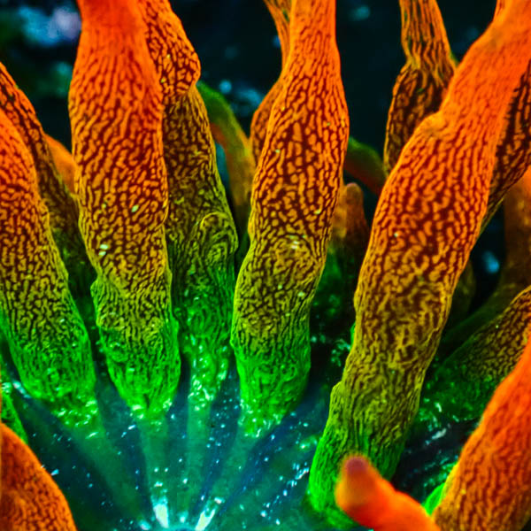 Entacmaea MC Quadricolor Sunburst