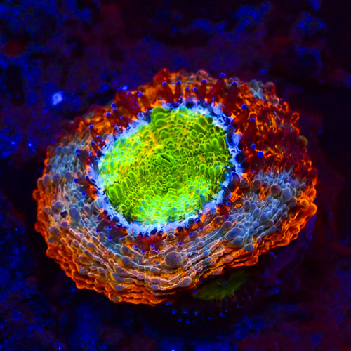 Dragon's Eye Acan NZ