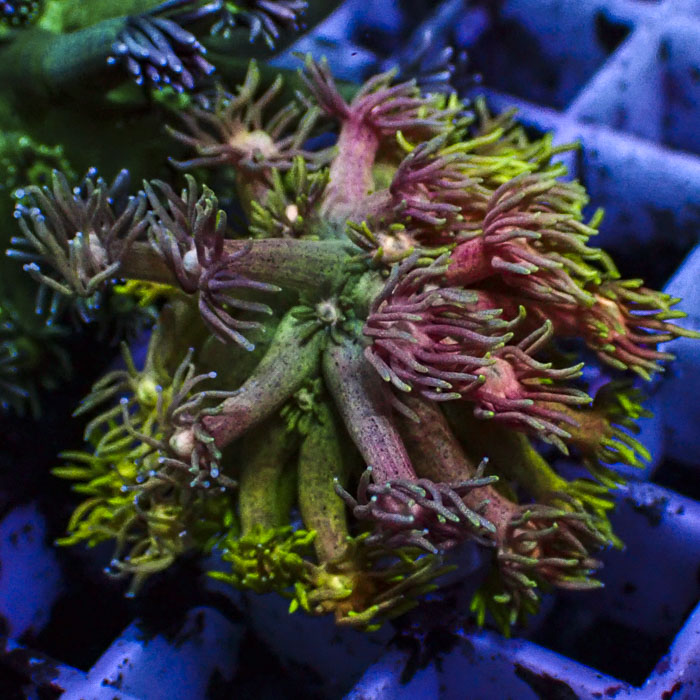 Goniopora Multicolor Majesty
