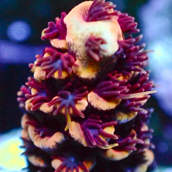 Acropora Gelb/Rot