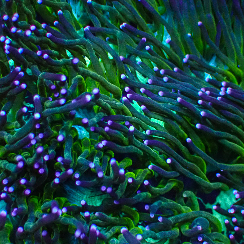 Catalaphyllia Blue Tip