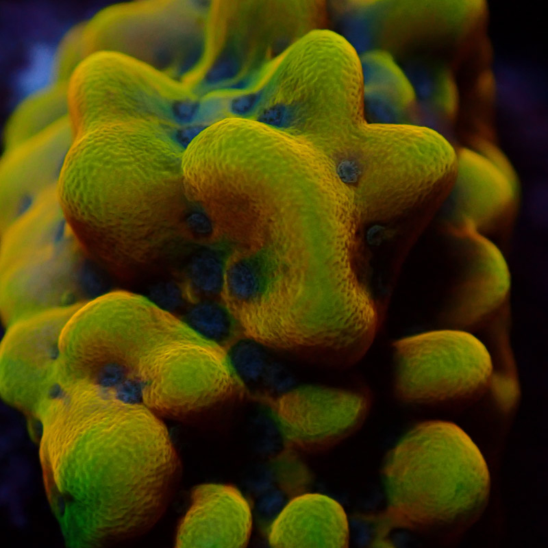 Montipora Crazy T. Frag 07