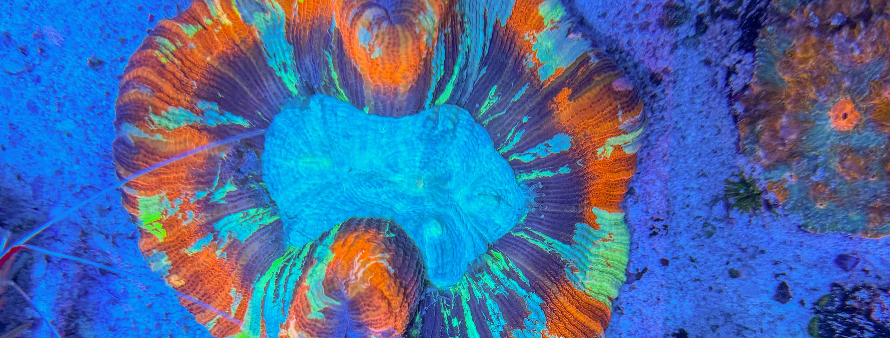 LPS-Korallen in leuchtenden Farben – perfekte Auswahl für Einsteiger