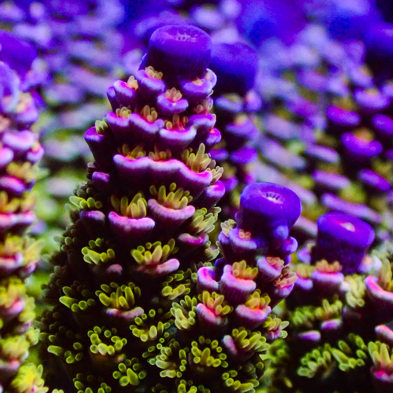 Acropora Walt Disney – Exklusive SPS mit Grün-Lila-Pinkem Farbspiel