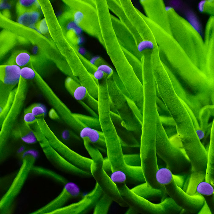 Euphyllia Glabrescens Toxic Green Ultra