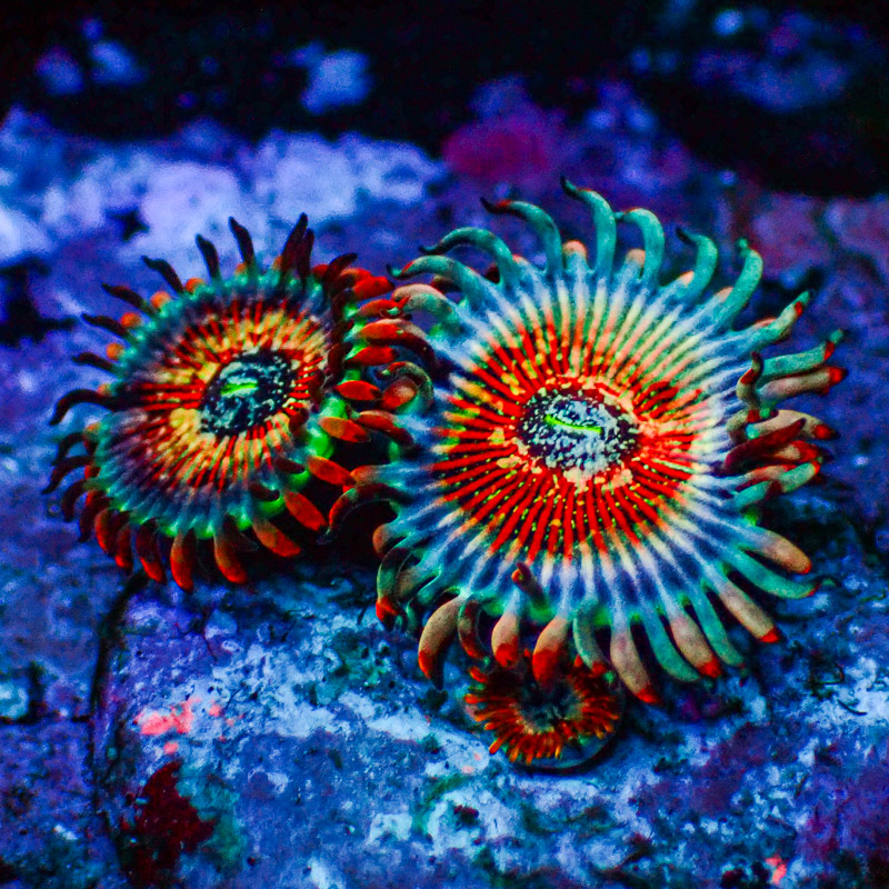 Zoanthus MC Seduction