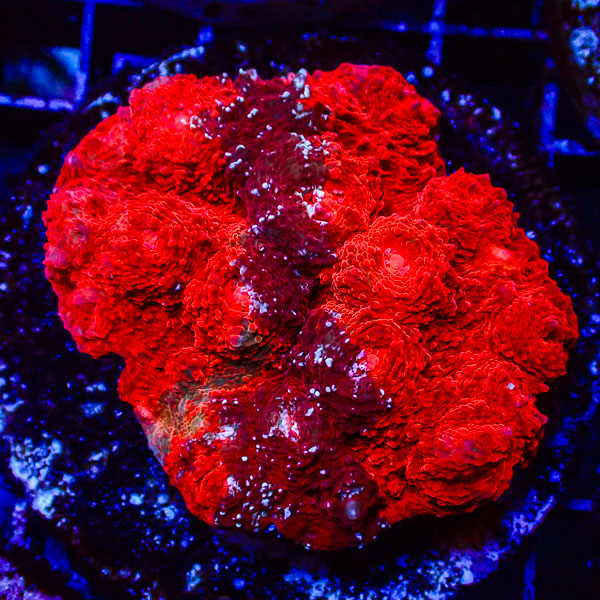 Chalice MC Crimson Scar