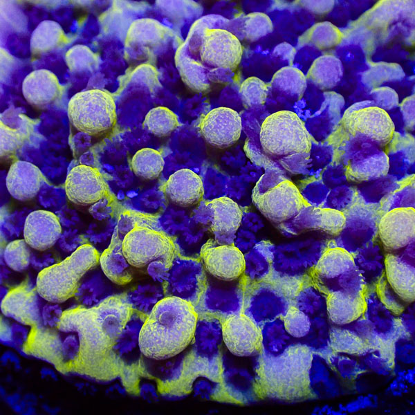Montipora MC Emerald Plasma