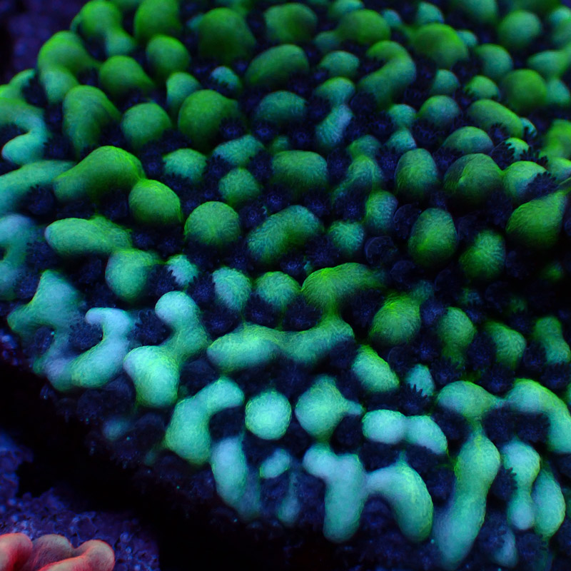 Montipora Frag 03