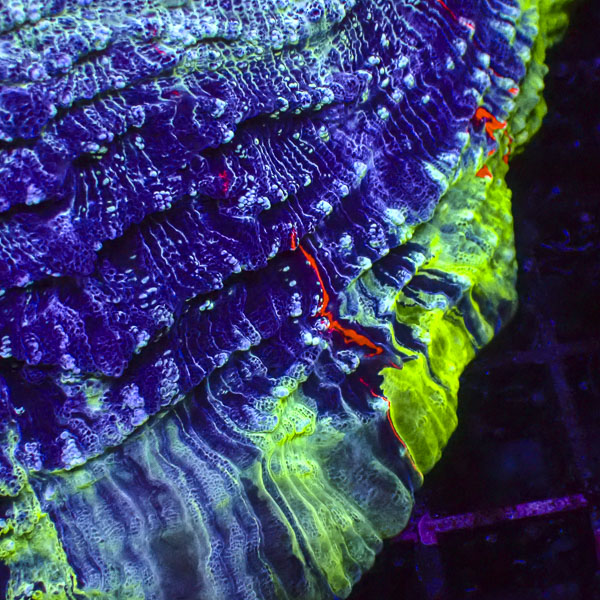 Acanthophyllia MC Moonstone
