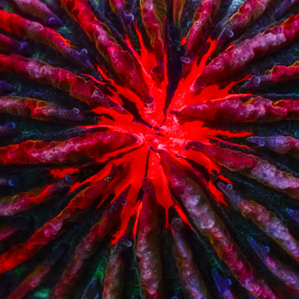 Fungia MC Ruby Reactor