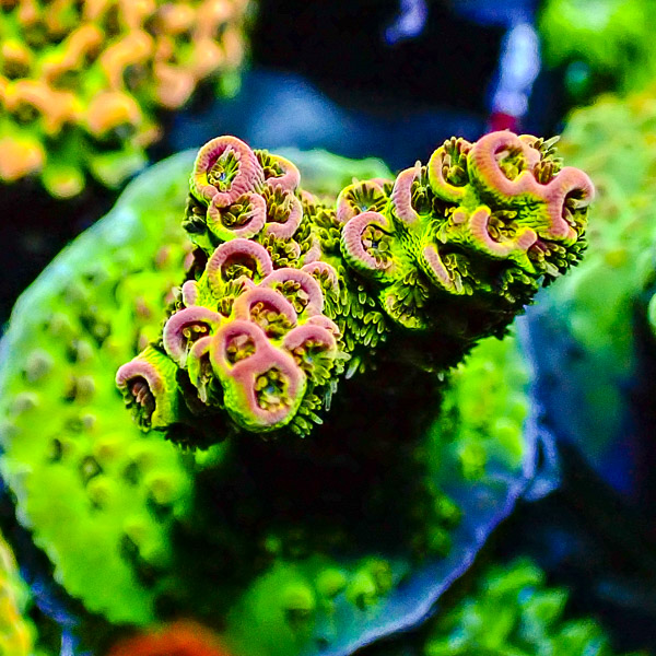Acropora Grün/Orange