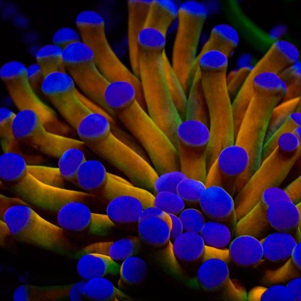 Euphyllia glabrescens