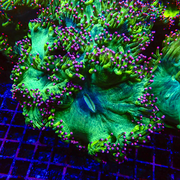 Catalaphyllia MC Twilight Fade
