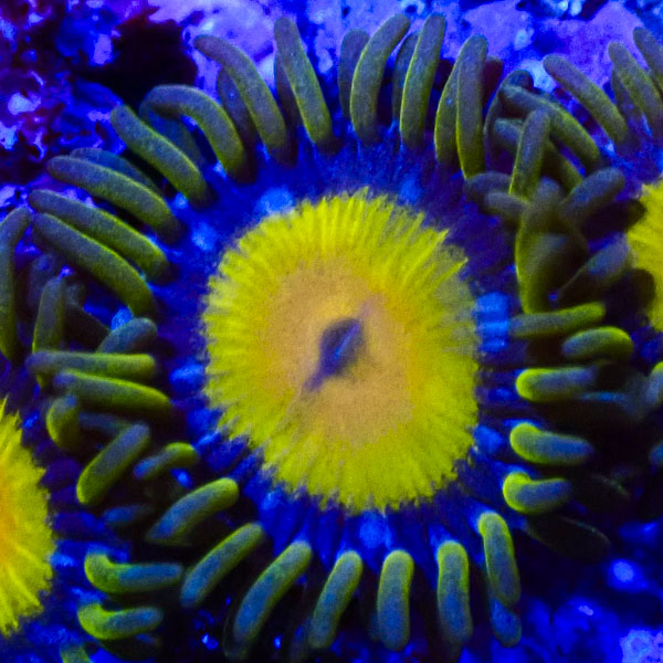 Zoanthus MC Golden Gods