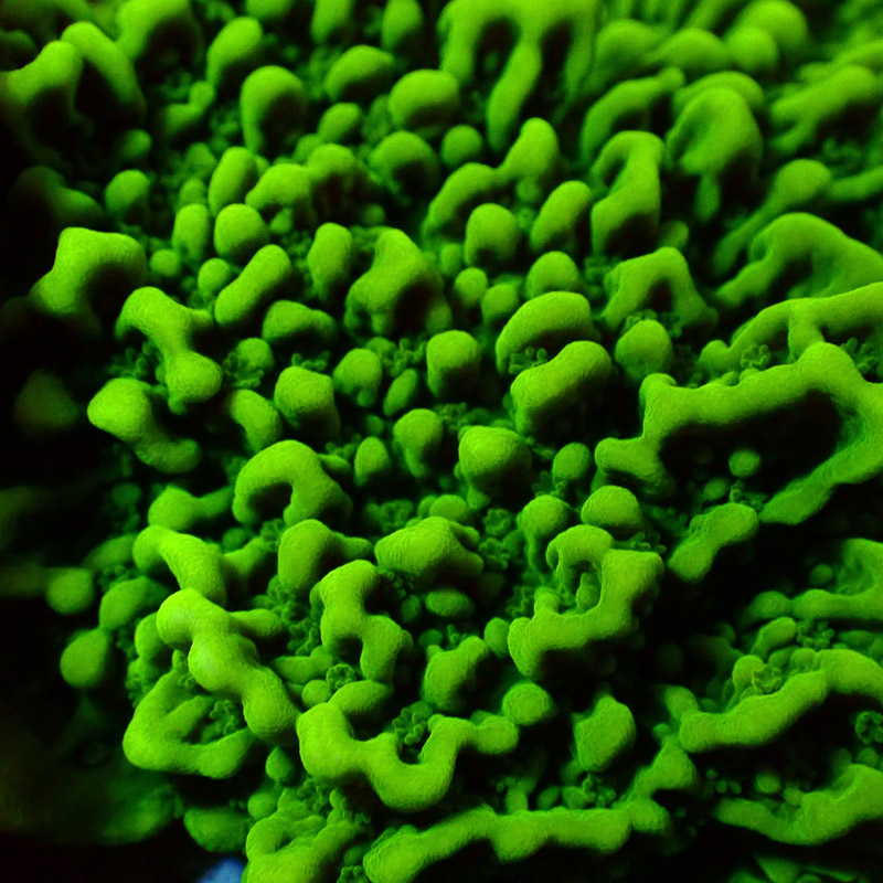 Montipora Grün Frag 17