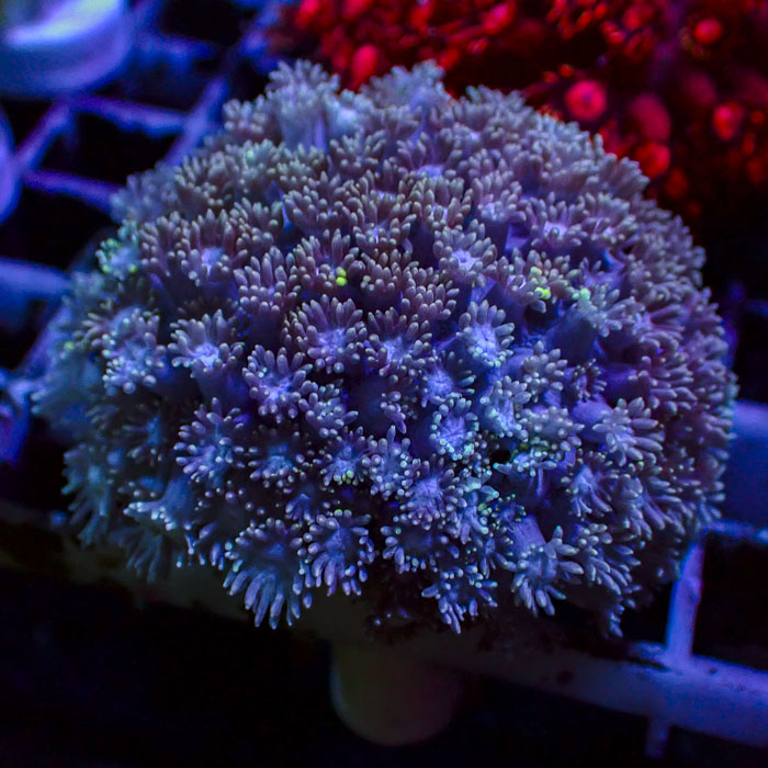 Goniopora Azure Bloom