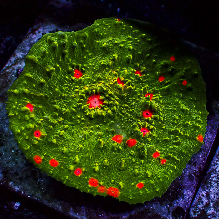 Chalice Mango Inferno