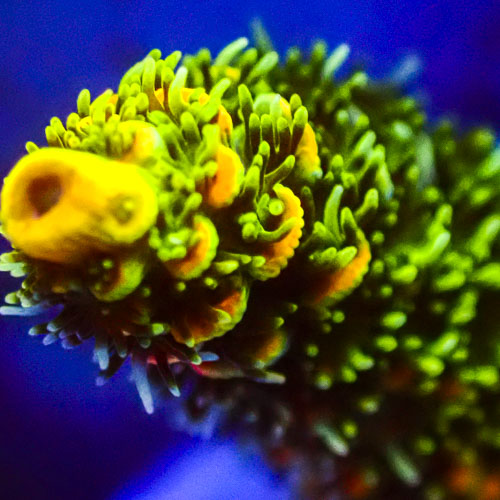 Acropora Mille MC Sunflare