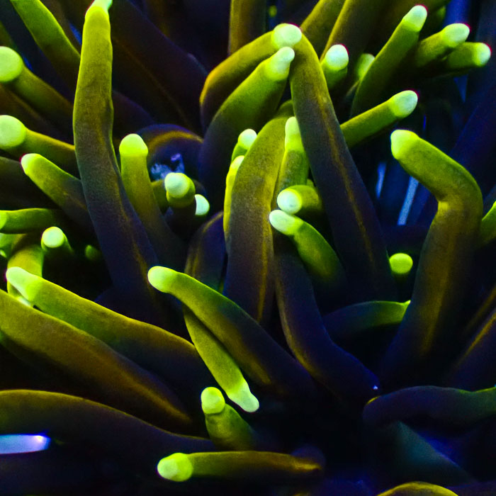 Euphyllia Glabrescens Dragon Soul