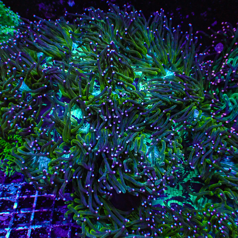 Catalaphyllia Blue Tip