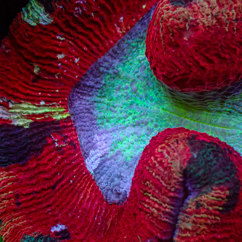Trachyphyllia Red Splash