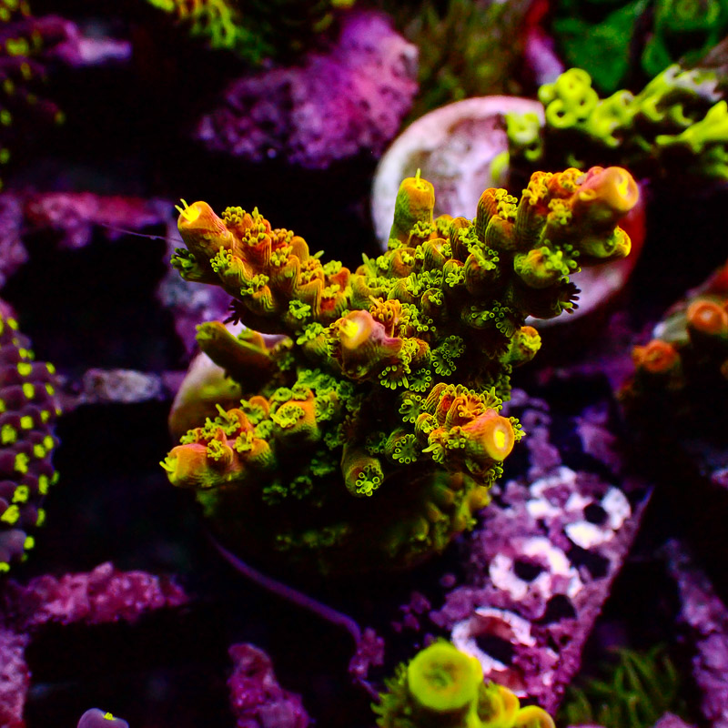 Acropora