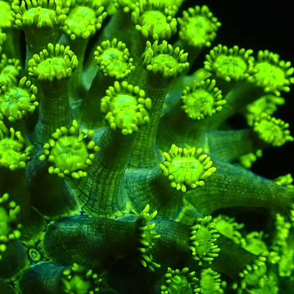 Goniopora MC Lemon-Lime Burst NZ CTO