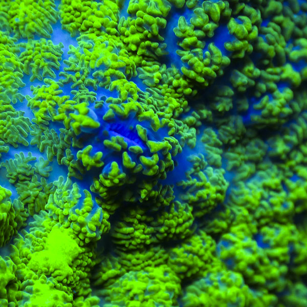 Rhodactis MC Blue Vortex