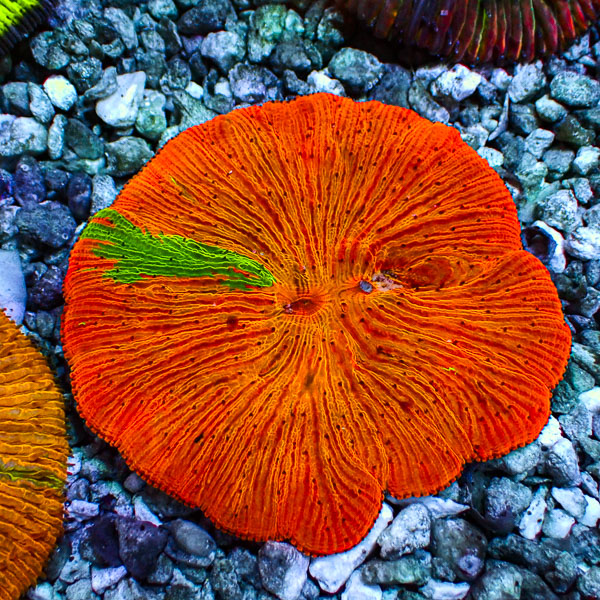 Fungia MC Neon Mango Madness