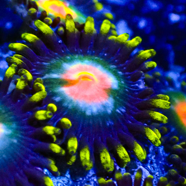 Zoanthus MC Eye of Rah