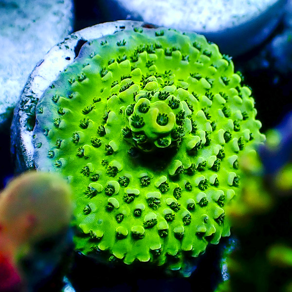 Acropora Giftgrün