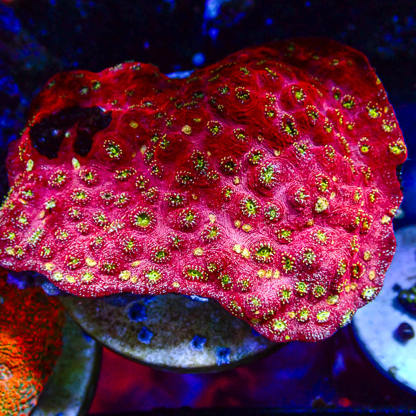 Chalice MC Hypernova Blossom