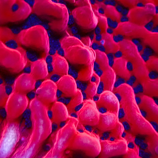 Montipora MC Mean Streak