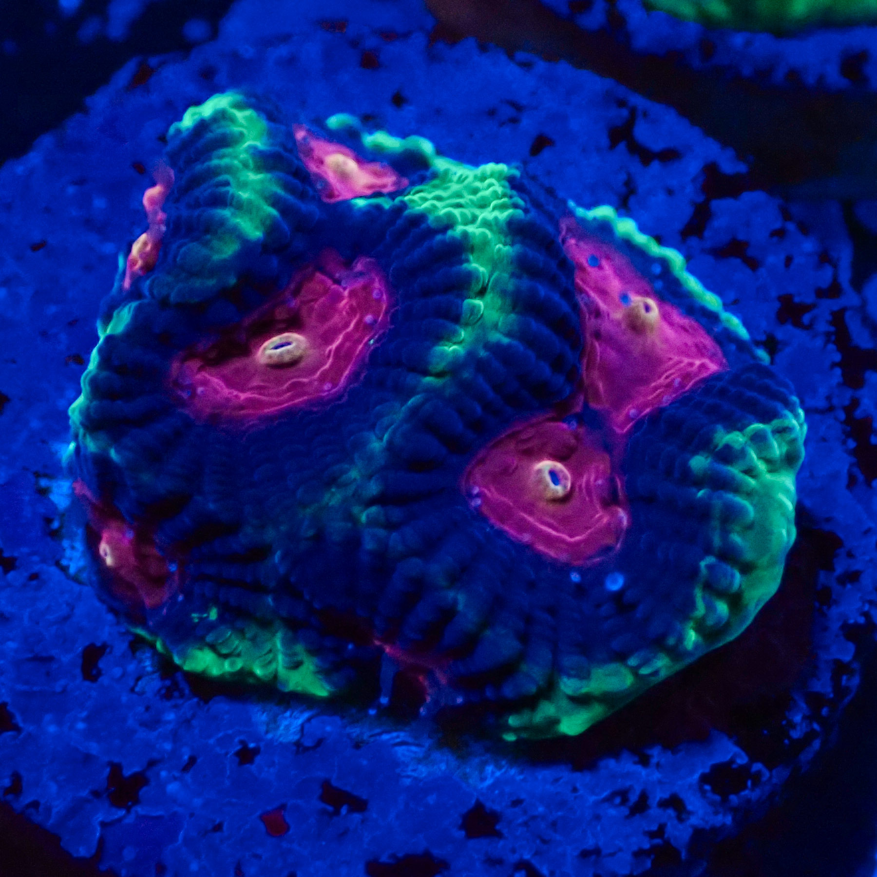 Favia Monster Eye MC Frag 02