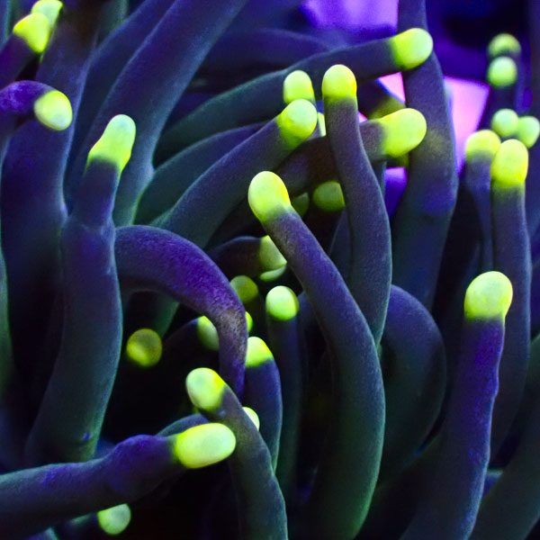 Euphyllia Black Torch Green Tips NZ