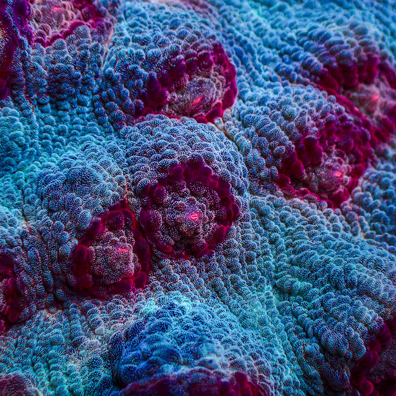 Mycedium Chalice Neon Dot – Türkis mit roten Polypen & pinkem Zentrum