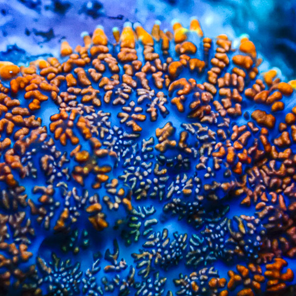 Rhodactis MC Arctic Flow