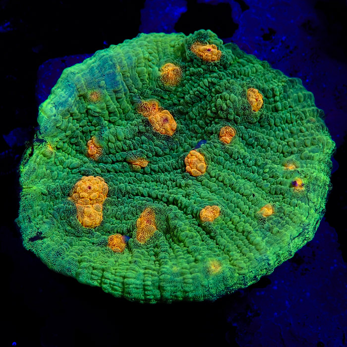 Chalice MC Space Invader Frag 05