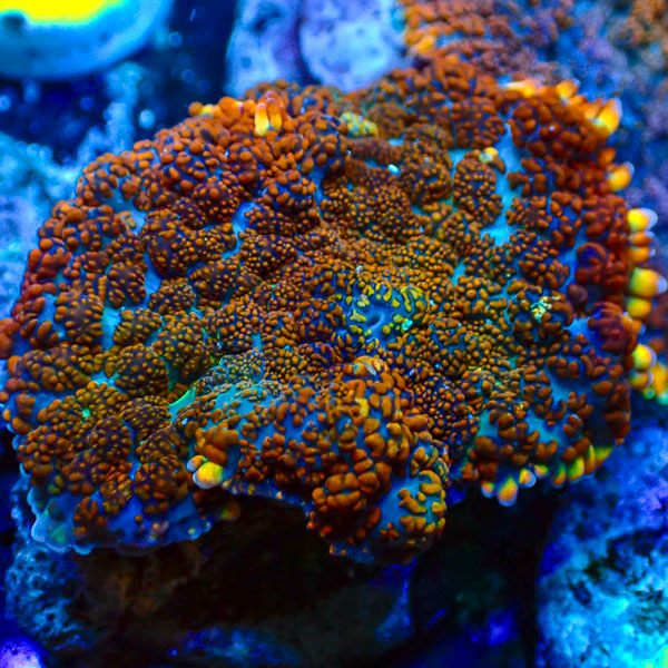 Rhodactis MC Galactic Flameburst