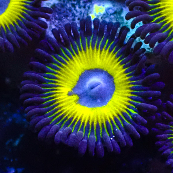 Zoanthus MC Sour Lemons