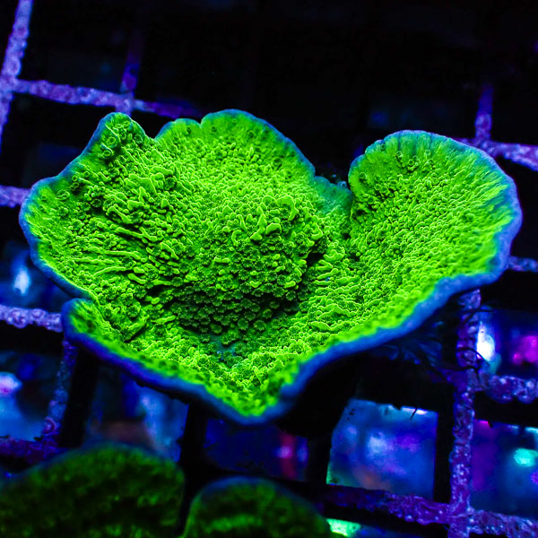 Montipora MC Green Cap