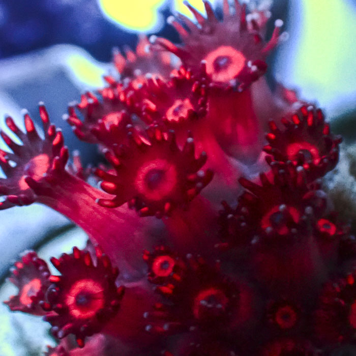 Goniopora Ruby Frost Frag 02