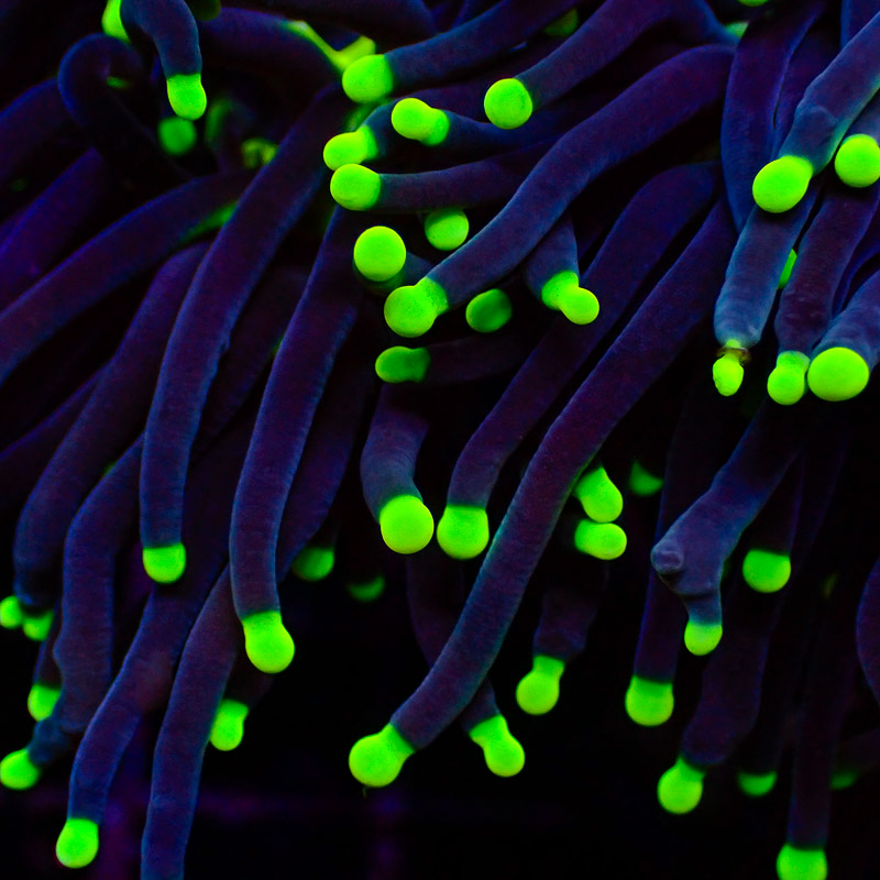 Euphyllia Black Torch green Tips DNZ