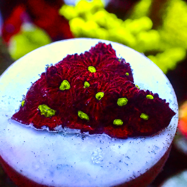Favia MC Blood Red NZ