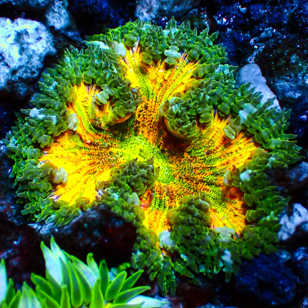 Phymanthus Crucifer MC Citrus Sunflare