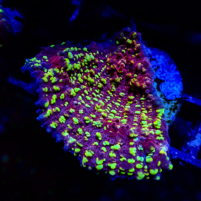 JF Goldmeister Chalice Frag 02