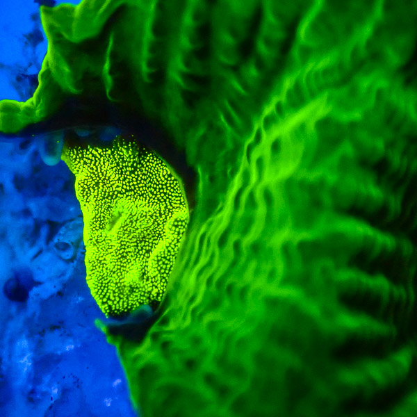 Goniastrea MC Toxic Green NZ