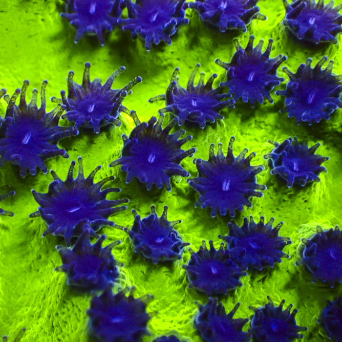 Cyphastrea Mardi Gras